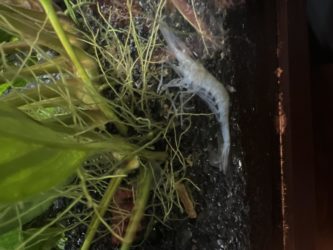 Why Did My Ghost Shrimp Die