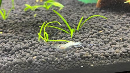 Why Is My Ghost Shrimp Turning White