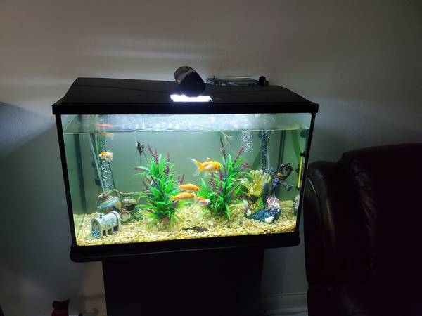 Can Angelfish Live with Goldfish - Tank Size