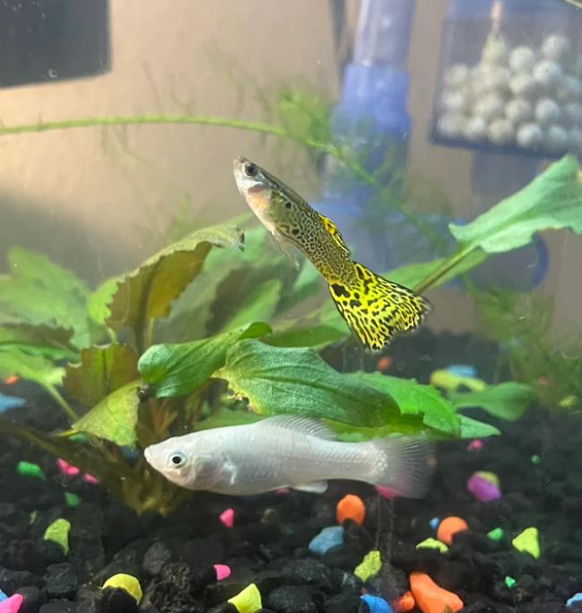 Rainbow Guppy: Complete Guide to Care, Breeding, and Tank Size