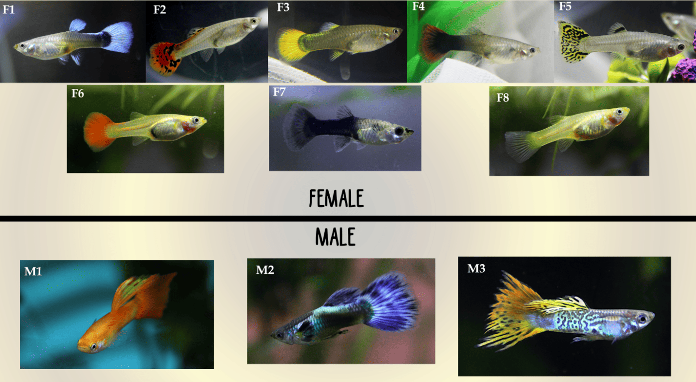 Rainbow Guppy: Complete Guide to Care, Breeding, and Tank Size