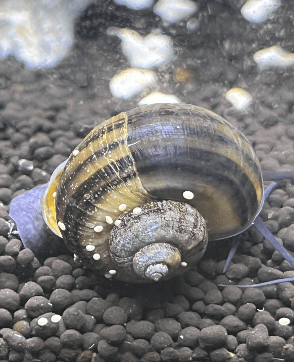 Water Parameter for Snail Eggs