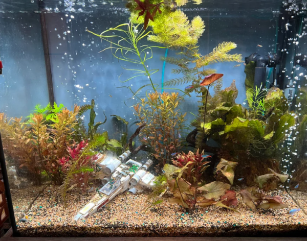 Benefits of Self-Cleaning Fish Tank