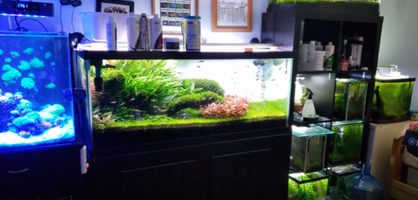Best Self-Cleaning Fish Tank