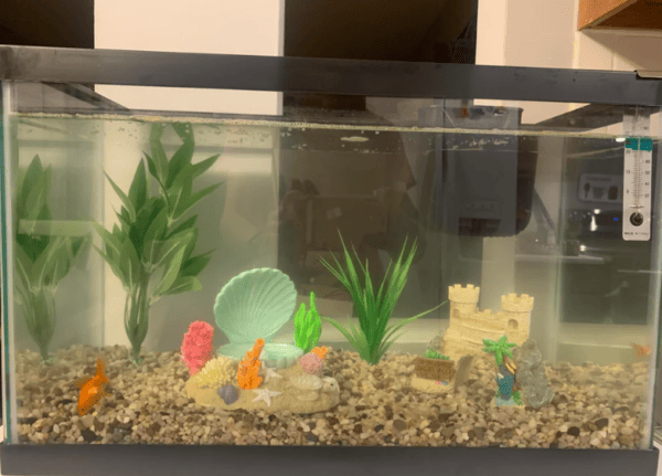 Change the Water in a Fish Tank