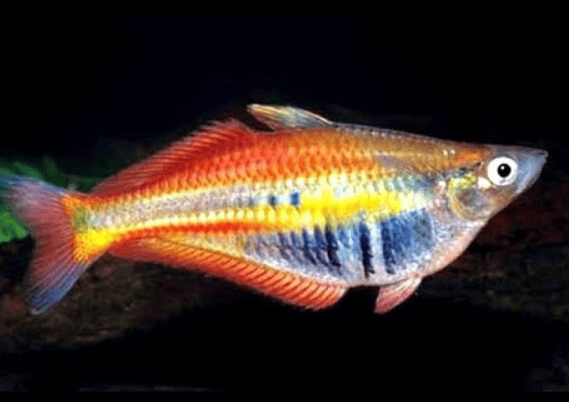 Facts About Madagascar Rainbow Fish