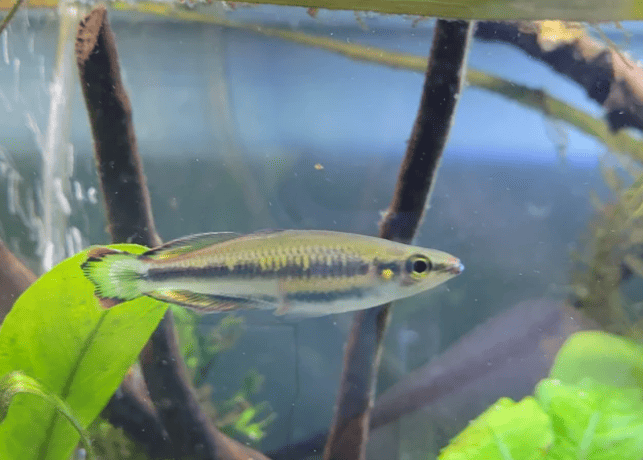 Feeding Madagascar Rainbow Fish