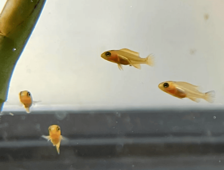 Red Zebra Cichlid Complete Guide to Care, Breeding, & Tank Size
