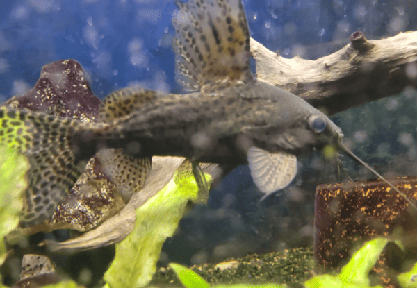 10 Types of Aquarium Catfish with Care Guides
