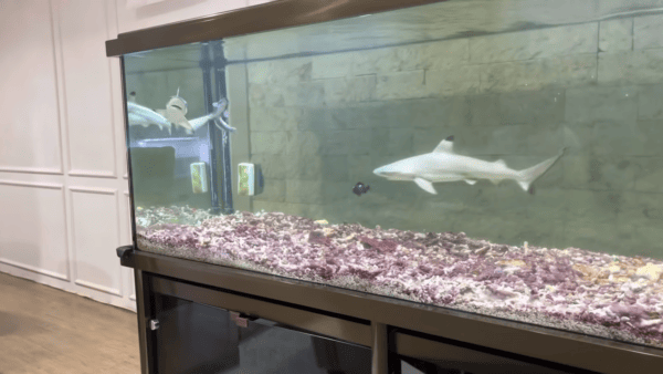 Aquarium Sharks