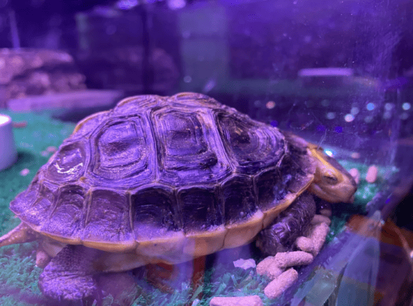 Asian Box Turtle