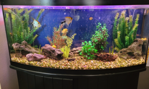 Best RODI Systems Available For Aquariums