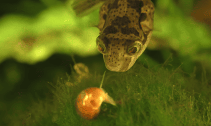 Pea Puffers Care Guide - Tank Setup, Diet & Breeding - The Aquarium Guide