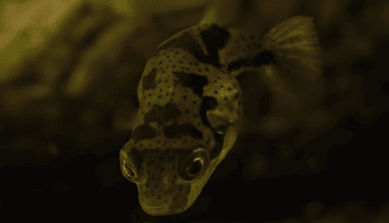 Pea Puffers Care Guide - Tank Setup, Diet & Breeding - The Aquarium Guide