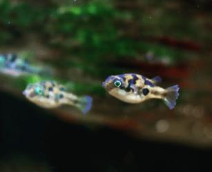Pea Puffers Care Guide - Tank Setup, Diet & Breeding - The Aquarium Guide