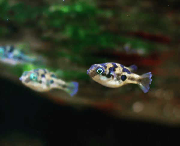 Pea Puffers Common Disease and Treatment