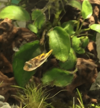 Pea Puffers Care Guide - Tank Setup, Diet & Breeding - The Aquarium Guide