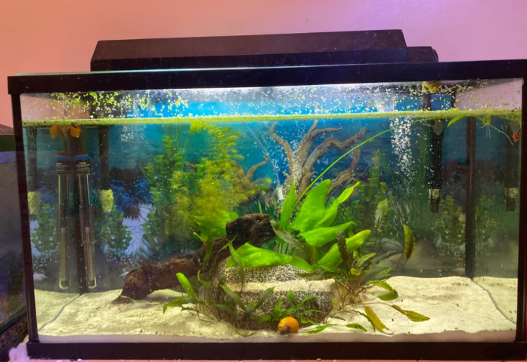 A closer look at Usa Goldfish Tank Size With Heater For Large Aquarium Errors Corrected