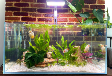 Illustration of Balancing Calcium Hardness Goldfish Tank