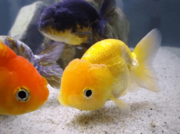 Ranchu Goldfish Tank Mates