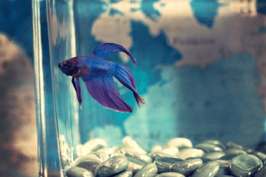 View of Best Betta Fish Tanks to choose from: Top 10