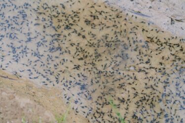 What do Tadpoles eat? - The Aquarium Guide