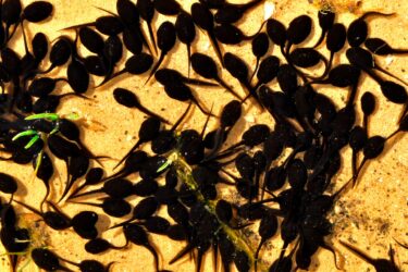 What do Tadpoles eat? - The Aquarium Guide