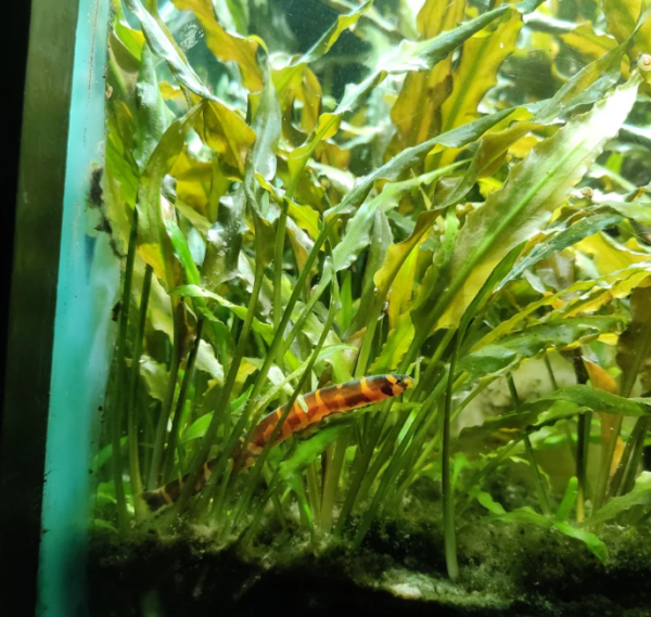 Facts About Kuhli Loach