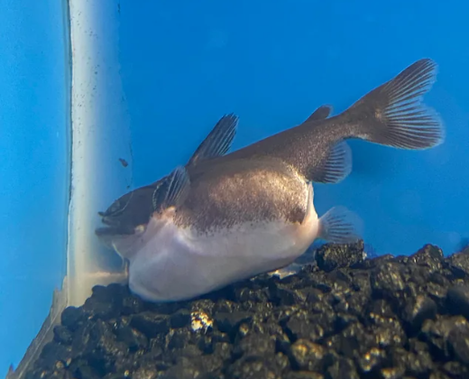 Gulper Catfish