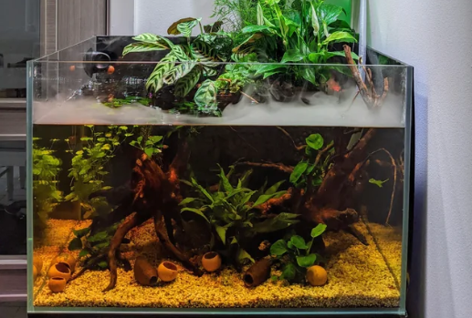 new fish tank