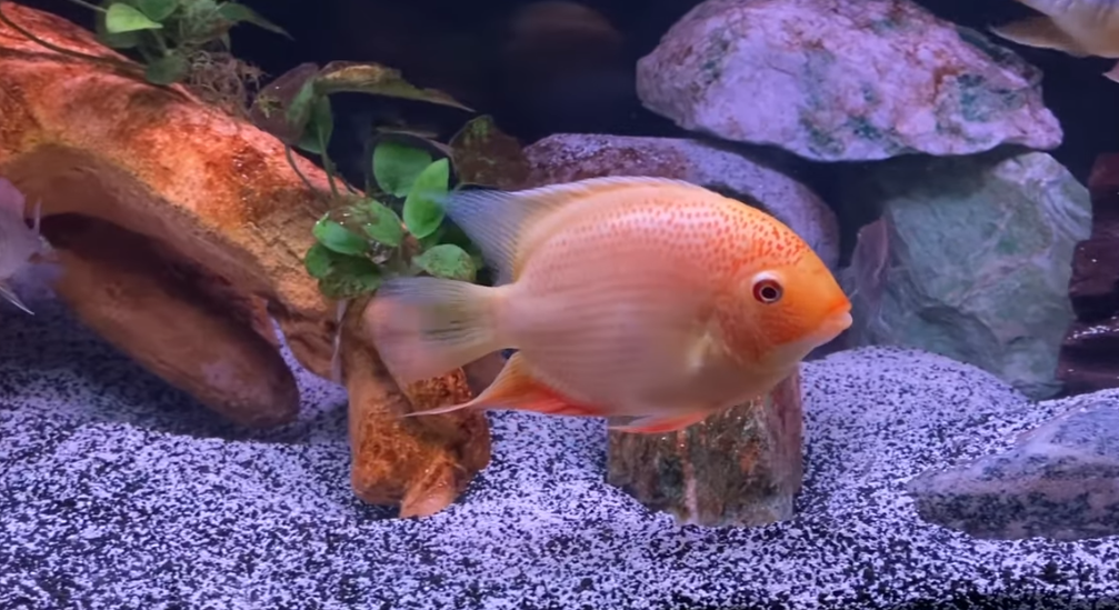 Gold severum outlet cichlid care