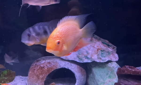 Banded Cichlid Common Diseases