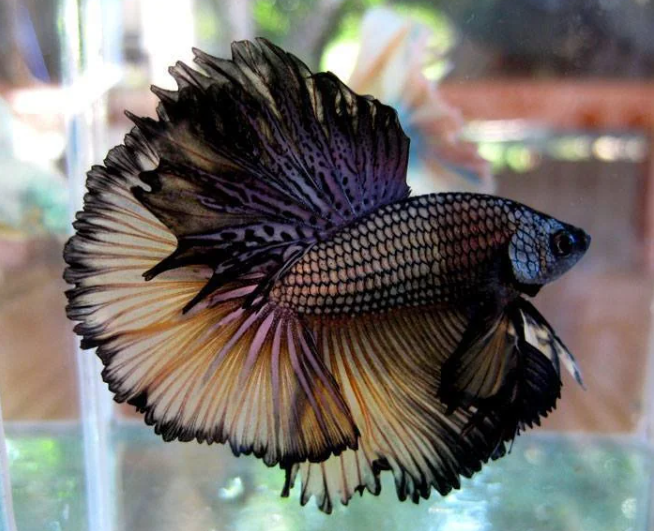How Long Can Betta Fish Go Without Food? The Aquarium Guide
