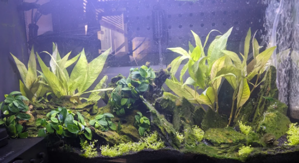 Fertilizer and CO2 Infusion Planted Aquarium Tank