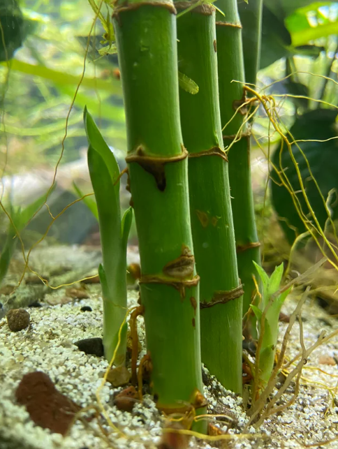 Growing Lucky Bamboo in Your Aquarium