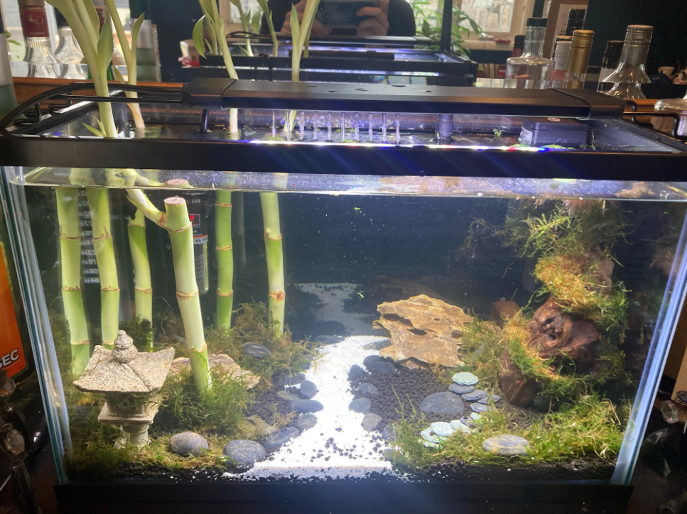 Can You Keep Lucky Bamboo in an Aquarium? The Aquarium Guide