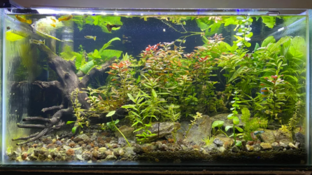 LED Lights for Planted Aquariums