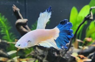 how long can Betta fish go without food