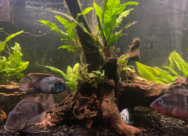 Cichlid for Planted Aquarium