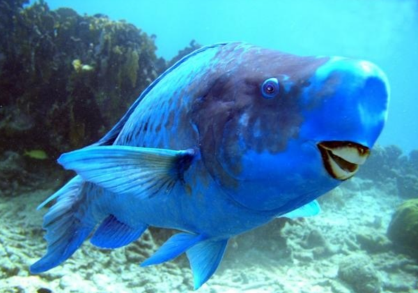 Bluecheek Parrotfish
