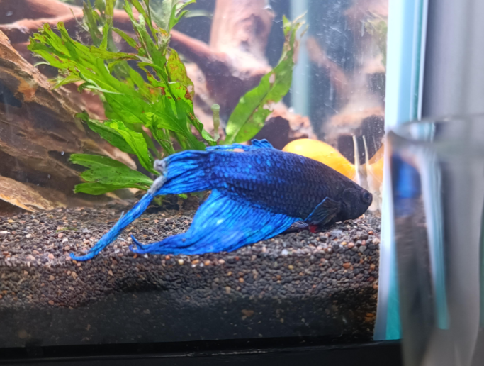 Columnaris In Bettas (Cotton Wool Disease Care & Cure) The Aquarium Guide