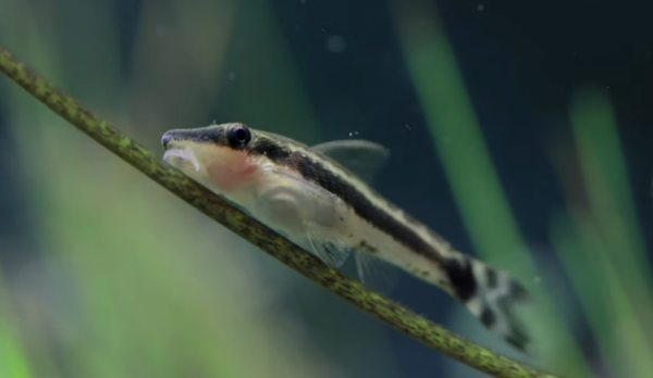 Feeding Sucker Fish