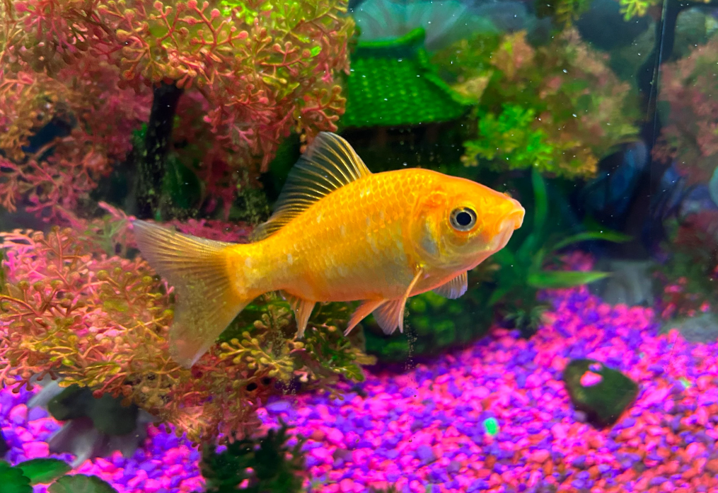 Do Goldfish have Teeth? - The Aquarium Guide