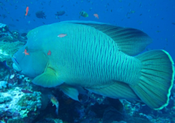 15+ Fish With Big Forehead - Pictures & Facts - The Aquarium Guide