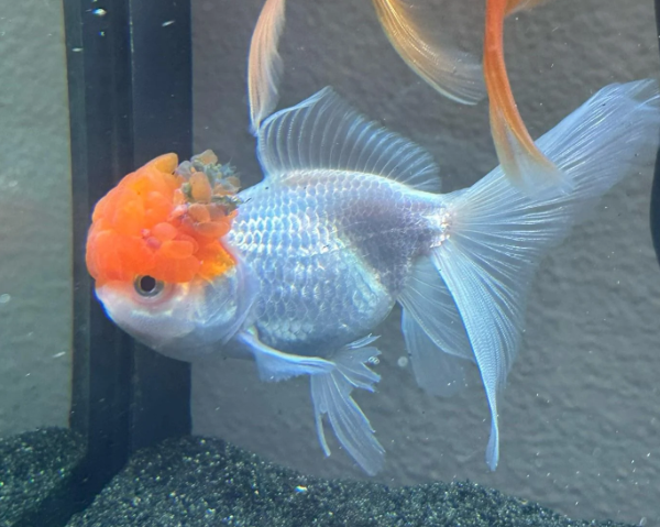Redcap Oranda Goldfish