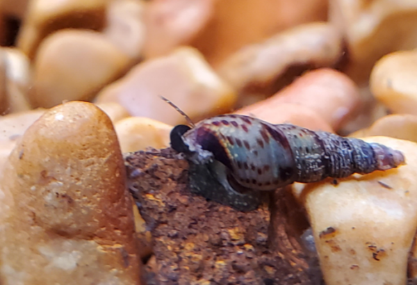 Malaysian Trumpet Snails