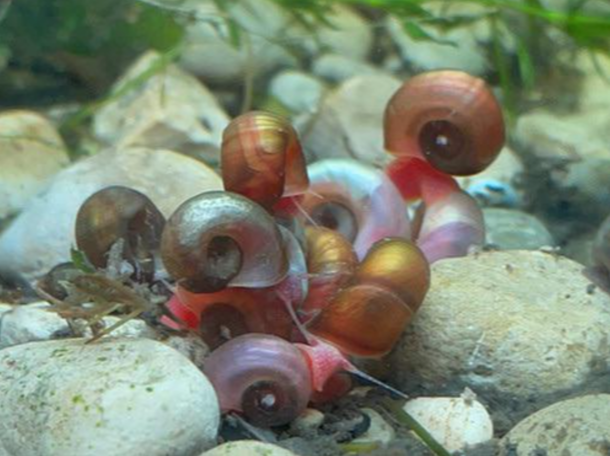 Snail Lifespan How long do Snails Live? The Aquarium Guide