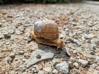 Snail Lifespan