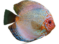 Cichlid