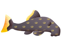 Pleco fish